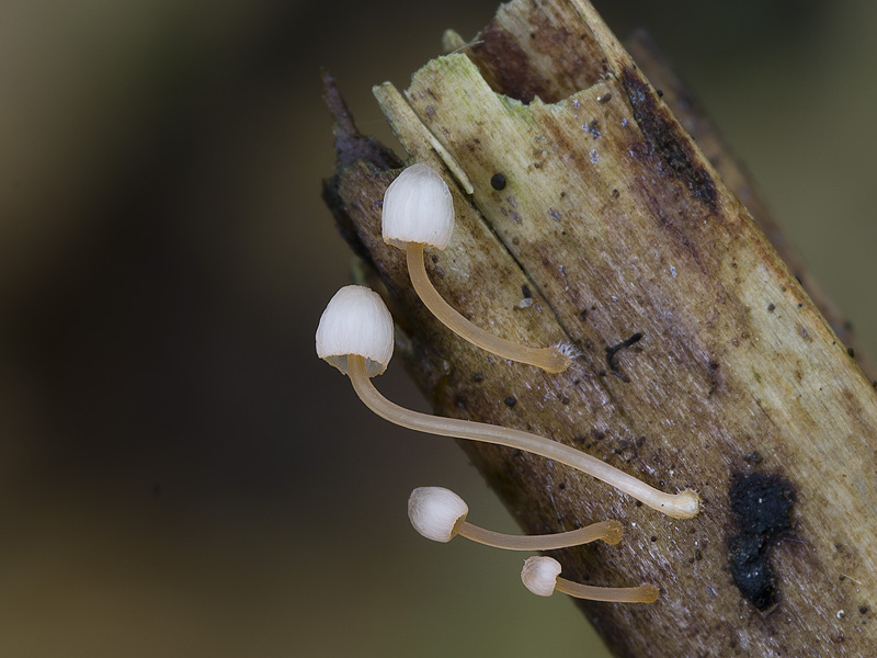 Mycena pterigena